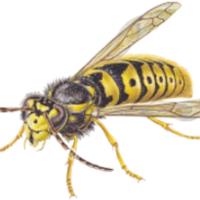 Countrywide Pest Control - Reading image 2